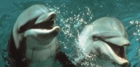 Le Jour du dauphin - Réalisation Mike Nichols - Photo