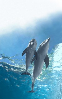 L'Incroyable Histoire de Winter le dauphin 2