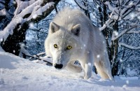 Un loup blanc