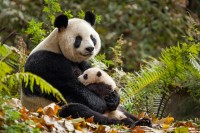 Les pandas Yaya et Mei Mei