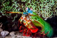 Une squille multicolore