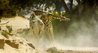 Un affrontement entre deux girafes