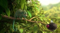 « Our Wonderful Nature - The Common Chameleon » de Tomer
