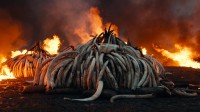 Brûlage de défenses en ivoire au Kenya