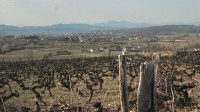 C’est l’hiver dans le petit village de Lussas, en Ardèche, et les agriculteurs sont tout entier à la taille des vignes.