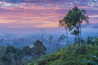 Pour aider Francis Hallé dans son combat pour sauvegarder les dernières forêts tropicales, un documentariste passionné de nature décide de réaliser son premier film de cinéma : "The Botanist", un thriller écologique avec Leonardo DiCaprio.