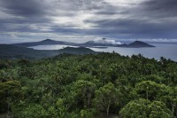 Pour aider Francis Hallé dans son combat pour sauvegarder les dernières forêts tropicales, un documentariste passionné de nature décide de réaliser son premier film de cinéma : "The Botanist", un thriller écologique avec Leonardo DiCaprio.