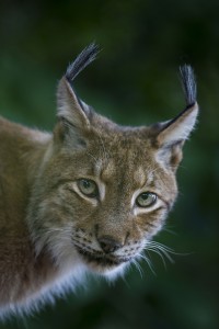 Lynx - extrait