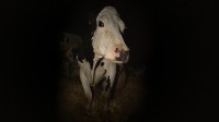 Cow - Réalisation Andrea Arnold - Photo
