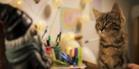 Mon chat et moi, la grande aventure de Rroû - Réalisation Guillaume Maidatchevsky - Photo