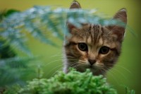 Mon chat et moi, la grande aventure de Rroû - Réalisation Guillaume Maidatchevsky - Photo