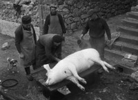 Le Cochon - Réalisation Jean Eustache, Jean-Michel Barjol - Photo