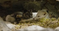 Kina & Yuk : renards de la banquise - extrait