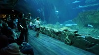 Aquarium de Paris - Cinéaqua - Tunnel des requins