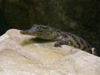 Jeune crocodylus niloticus