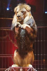 Tom le lion - Cirque Bouglione