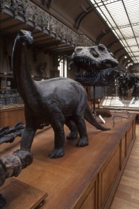 La Galerie de Paléontologie

