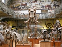 La Galerie de Paléontologie
