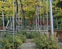 Jardin de la treille - Parc de la Villette