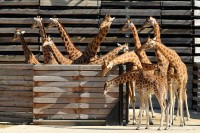 Première sortie des girafes