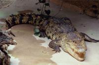 Crocodile - Ménagerie du Jardin des Plantes