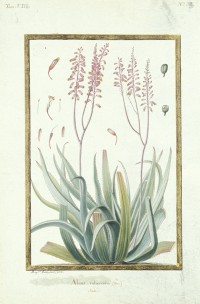 Aloe rubescens /Madeleine BASSEPORTE Vélins vol. 8, fol. 33. Vélins 12.