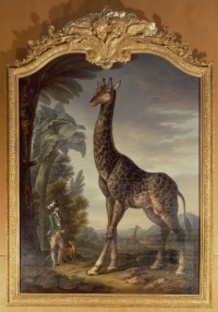 Ecole française du XIXème siècle. La première girafe du Muséum ou la girafe de Levaillant