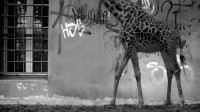 Tristesse et joie dans la vie des girafes