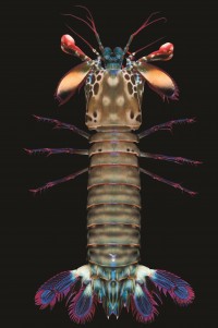 Calcinus elegans, Expédition La Planète revisitée, Atimo vatae