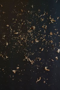 Manuela Marques, Graines 7, éd. 1/3 + 2EA impression numérique sur papier baryté, 160 x 106 cm, 2018