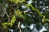 Selenicereus testudo, an epiphytic cactus quite similar to the emerald tree boa, Petexbatun, Peten, Guatemala
