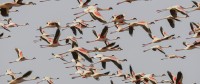 Un envol d'une colonie de flamants nains (Phoeniconaias minor), Lac Magadi, au sud du Kenya