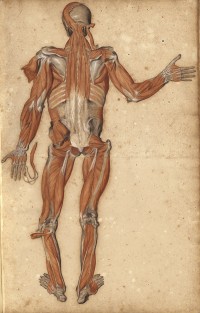 Grande myologie du corps entier: vue de dos (Ms 30)