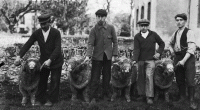 Photographies de mérinos et de bergers à Rambouillet, tirées des plaques de verre du fonds de la Bergerie nationale, première moitié du xxe siècle.
