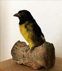Bertrand Rigaux, tiwittwitwit, 2021, (détail), tarin à ventre jaune taxidermisé, fossile (vertèbre caudale) ornithomimidae, poème, dimensions
variables
