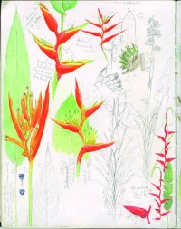 Planche botanique de différentes espèces de balisiers, Heliconia pendula, H. spathocirinata, 
H. bihai, H. psittacorum, H. acuminata, Aquarelle, encres et crayon de papier