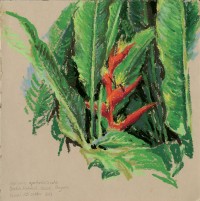 Delphine Zigoni, Carnets de voyage en Guyane : Heliconia spathocirinata, l'une des nombreuses espèces guyanaises de balisiers. 
Pastel à l'huile sur papier. 