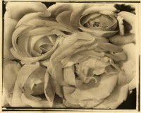 Tina Modotti,
Roses, 1924
Palladiotype, tirage d’époque,
18,7 × 23,4 cm,
Collection et archives de la
Fundación Televisa, Mexico
