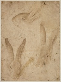 Ecole d'Antonio Pisanello, Trois études de tête de lapin