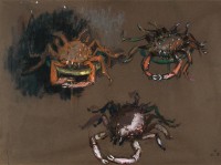 Jean Hélion, Trois araignées de mer « Sortie de p... », VII 76,
1976,
Pastel sur papier brun,
75 x 110 cm,
Musée d'Art Moderne, Paris
