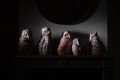 Owls Court sculptures, 2023,
Terra Cotta & Terra Sigillata
