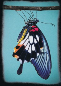 Butterfly à l'IVT - International Visual Théâtre